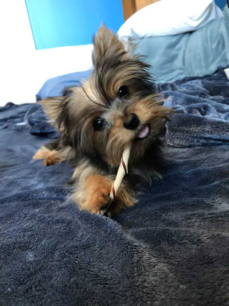 my yorkie puppy eats her poop