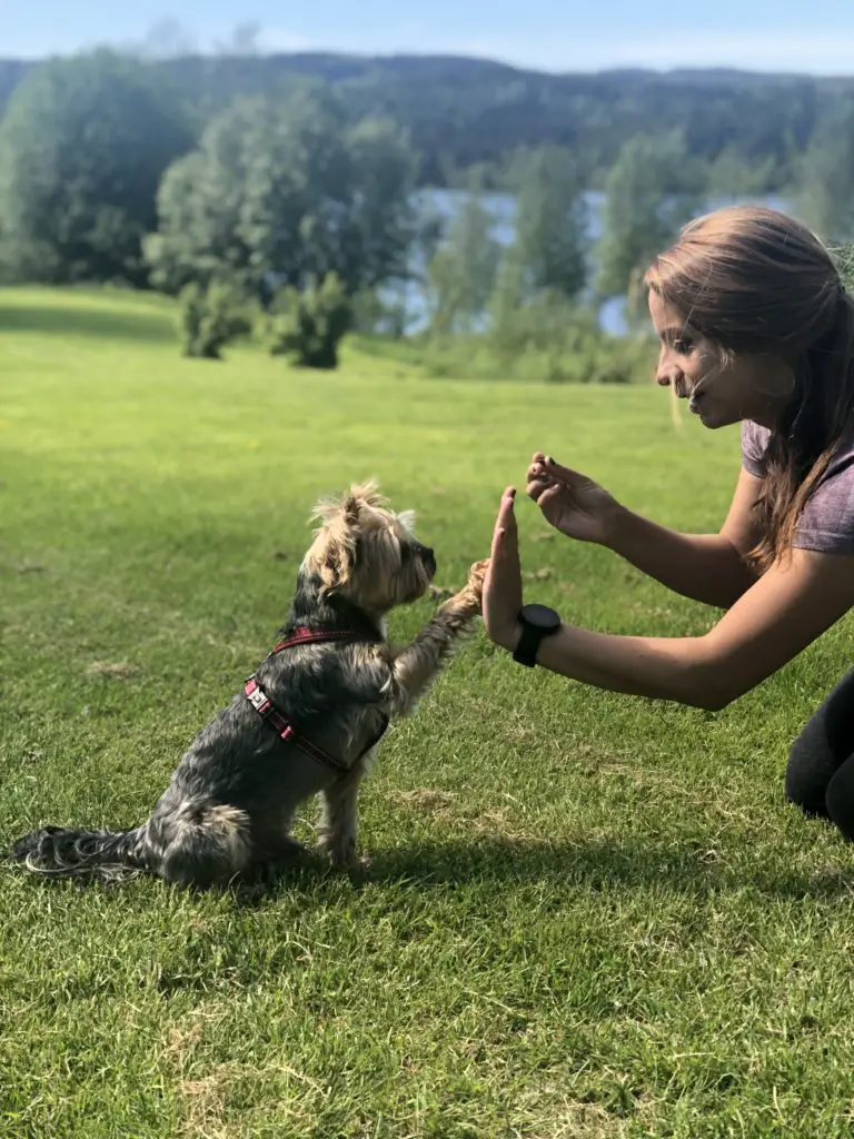 how long can i walk my yorkie