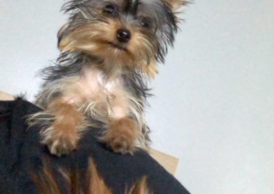 Ralfie the Yorkie 6