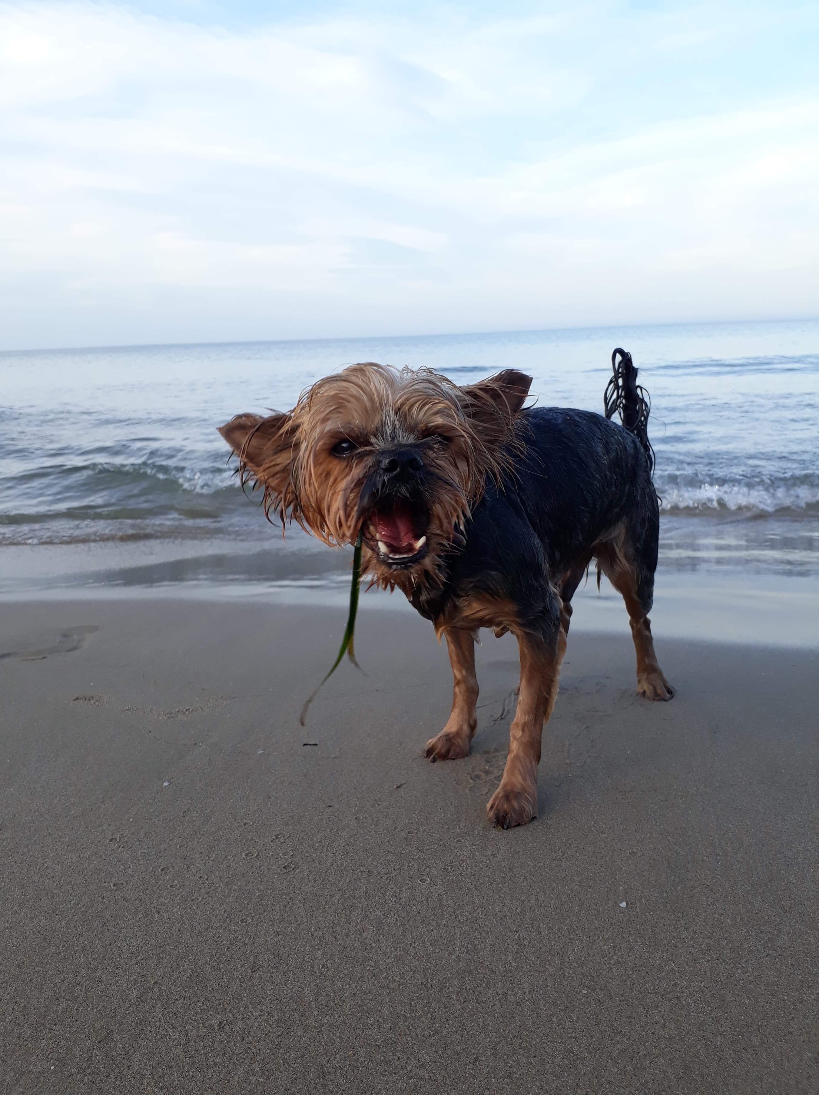 Yorkie Profile - Marv the Norwegian - Yorkie Advice