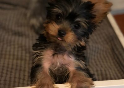 Ralfie the Yorkie 5