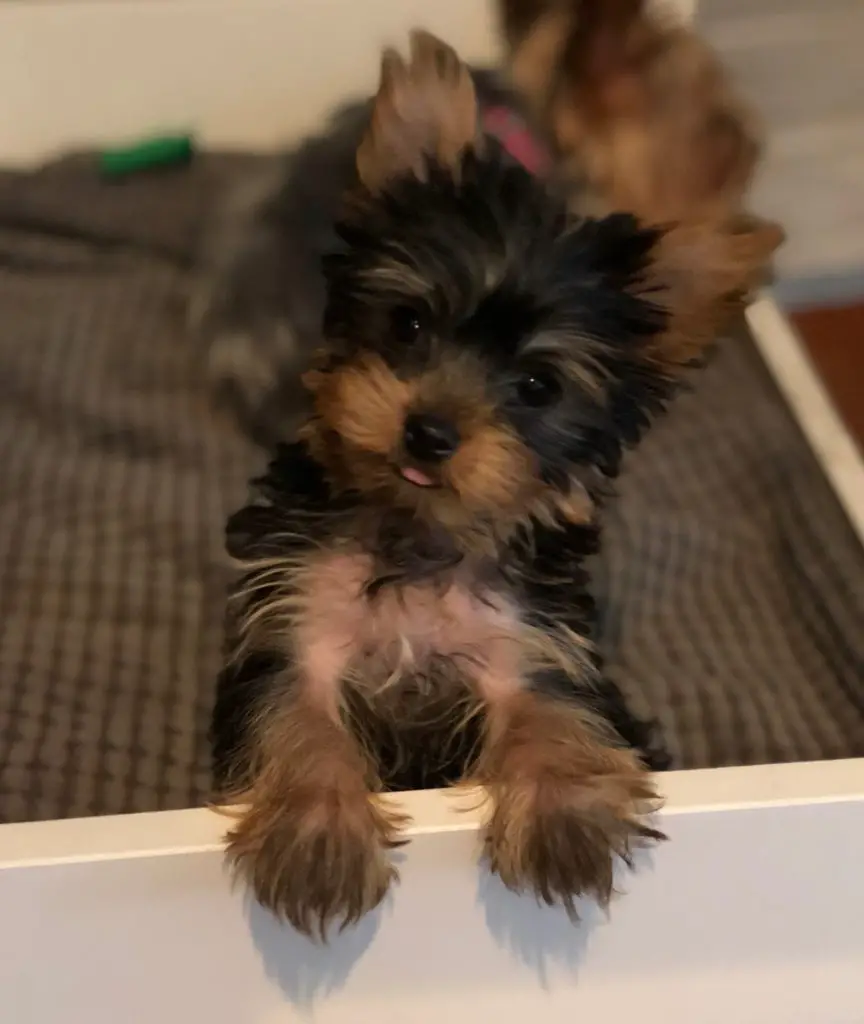 how much should i feed my puppy yorkie