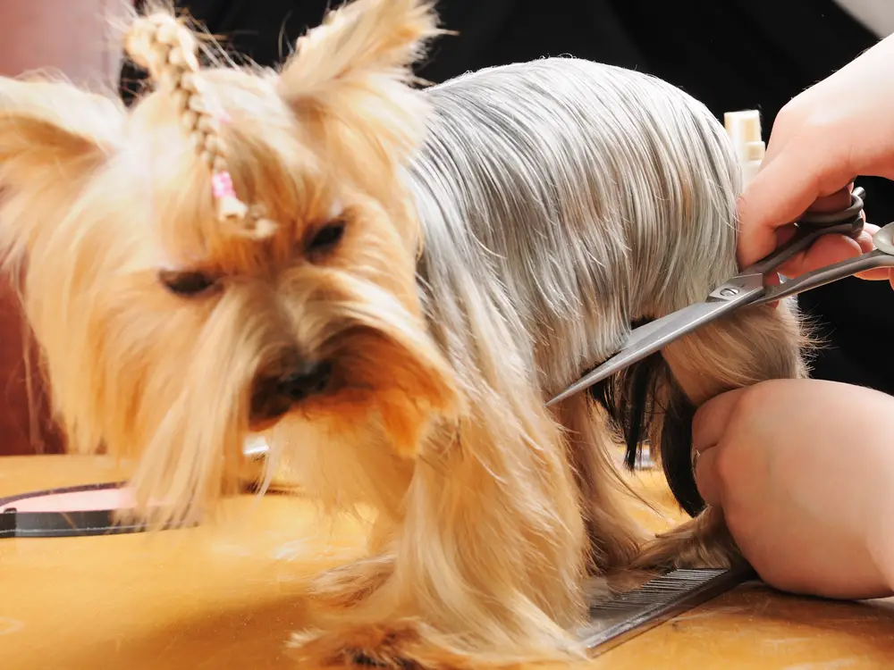 Why Is My Yorkie Acting Strange Yorkie Health Faq S And Help For Owners