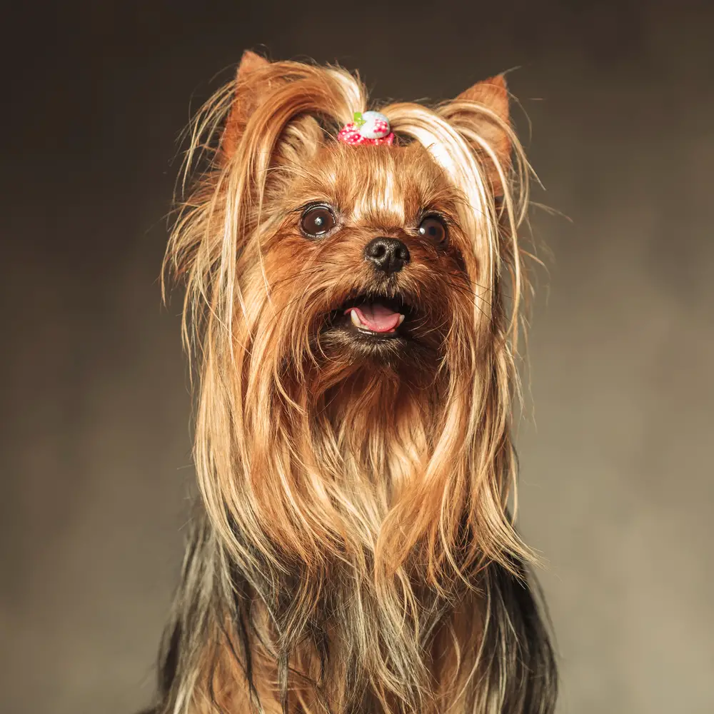 yorkie shedding how much do yorkshire terriers shed