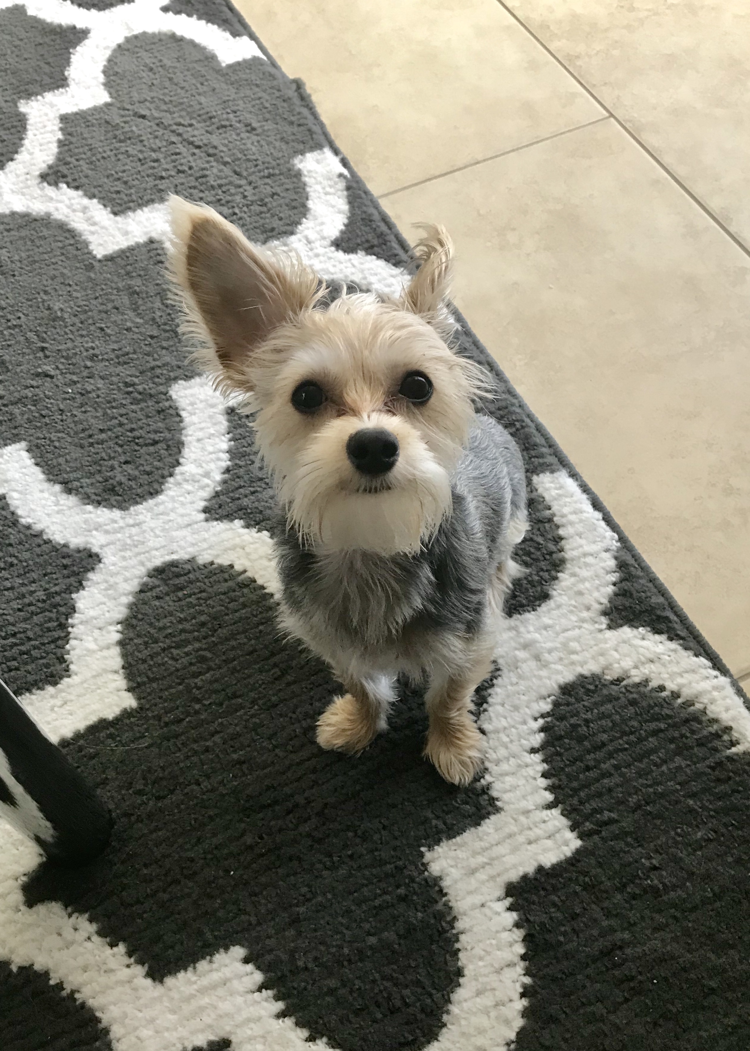 Yorkie Profile Pixie the Hint of CotondeTulear Yorkie Yorkie Advice