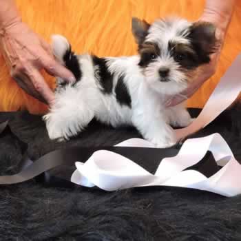 parti color yorkies for sale near me