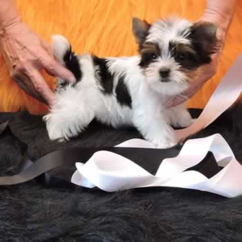 white yorkies