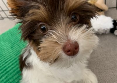 Tofu the Biewer Yorkie