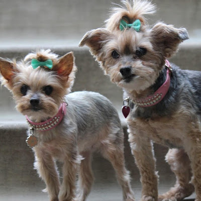 how big is a standard yorkie