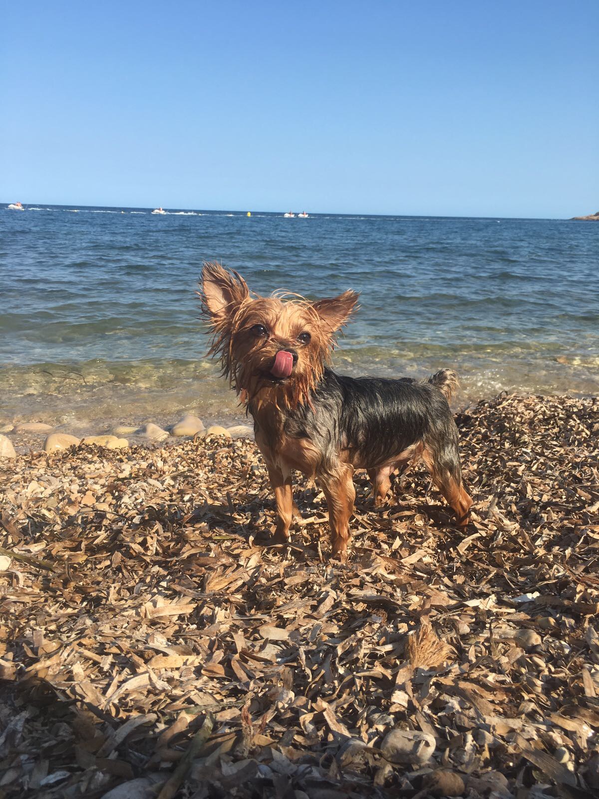 are yorkies water dogs