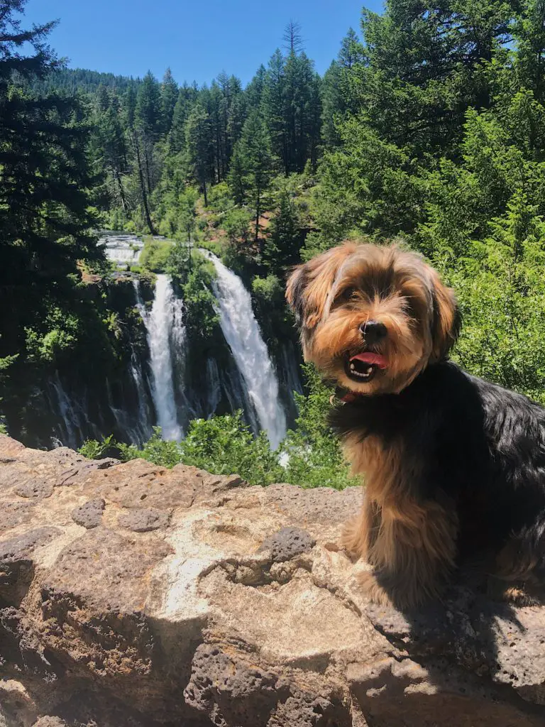 5 Signs to tell if your Yorkie is dehydrated! Yorkie Advice