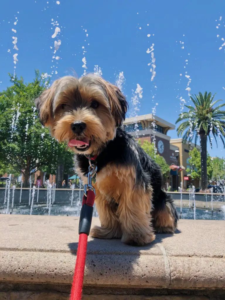 how to walk a yorkie on a leash