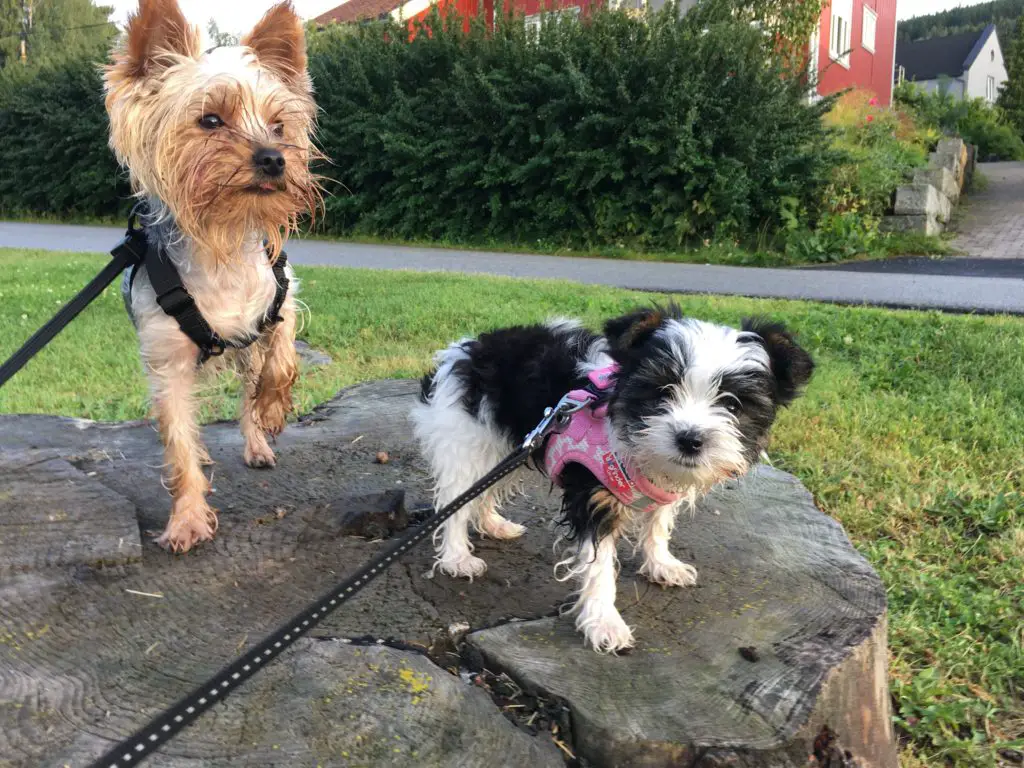 how to walk a yorkie on a leash