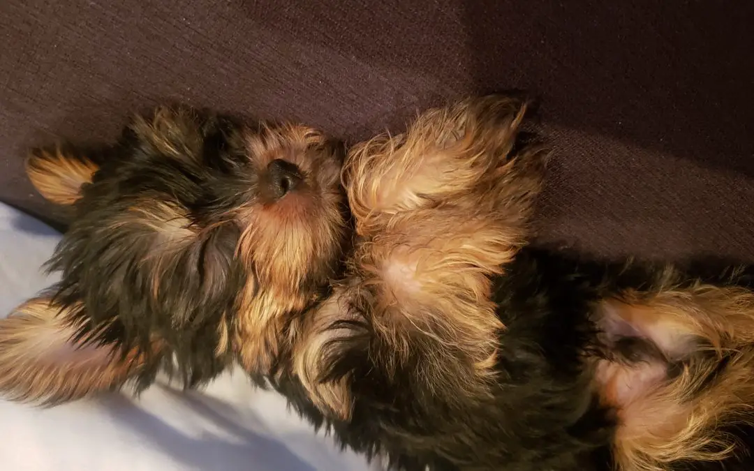 how-long-do-yorkies-sleep-yorkie-sleeping-guide-for-yorkie-owners