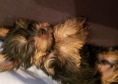 how long will my Yorkie sleep?