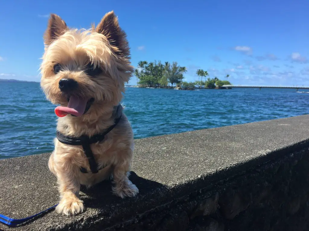 Do Yorkies Bark A Lot Yorkie Advice
