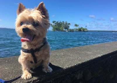 Can Yorkies Swim?