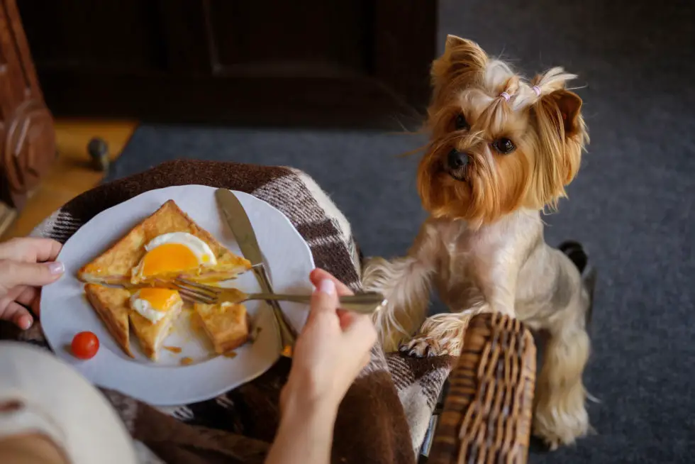 Can Yorkies Eat Eggs? - Is It OK To Feed A Yorkshire Terrier Eggs?