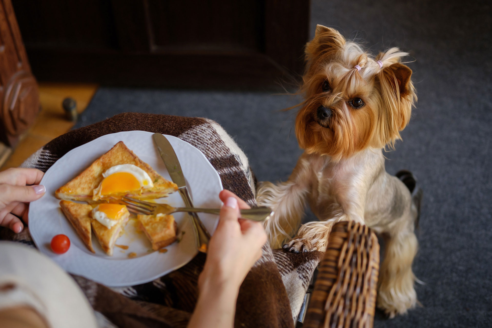 Can yorkies eat clearance eggs